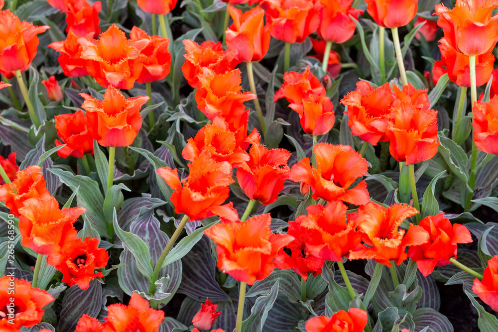 Obraz premium Picturesque red coral tulips fresh flowers at a blurry soft focus background close up bokeh