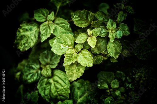 Wallpaper Mural Pogostemon cablin patchouli plant leaves in morning light with deep shadows and rain drops, stylized and desaturated. Member of the mint/ deadnettle family. Used in aromatherapy, perfume, and incense. Torontodigital.ca