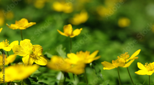 field of spring flowers