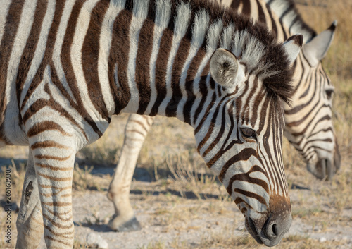 Namibia, Zebra, Etoscha 