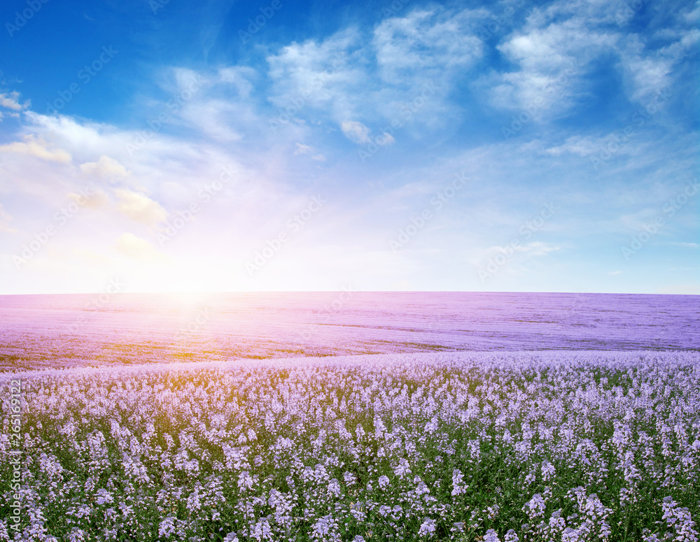 colorful flowers over blue sky