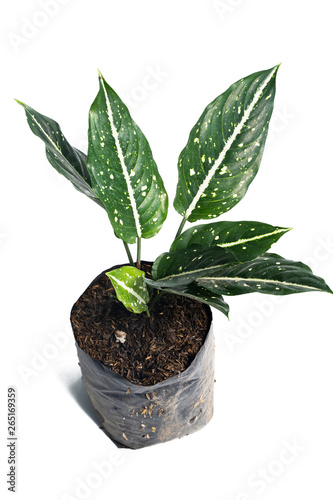 Green of beautiful potted Aglaonema Costatum plants with white background photo