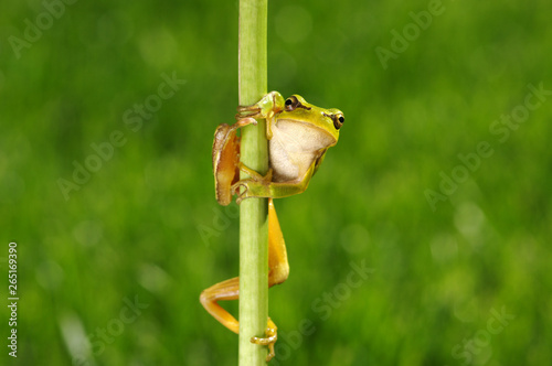 Green tree frog on grass