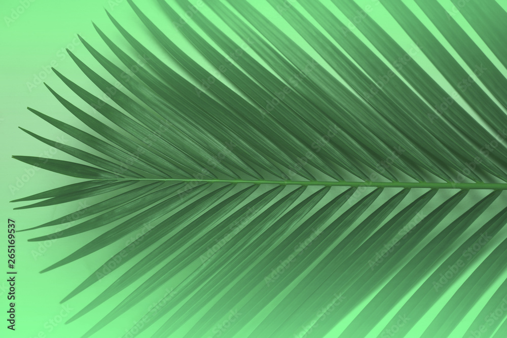 Fototapeta premium Creative tropical in Phuket Thailand green leaves layout. Nature spring concept. Flat lay.