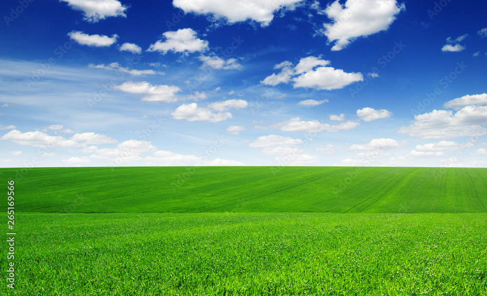 Green field and blue sky