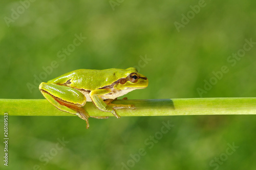 Frog on green background © Alekss