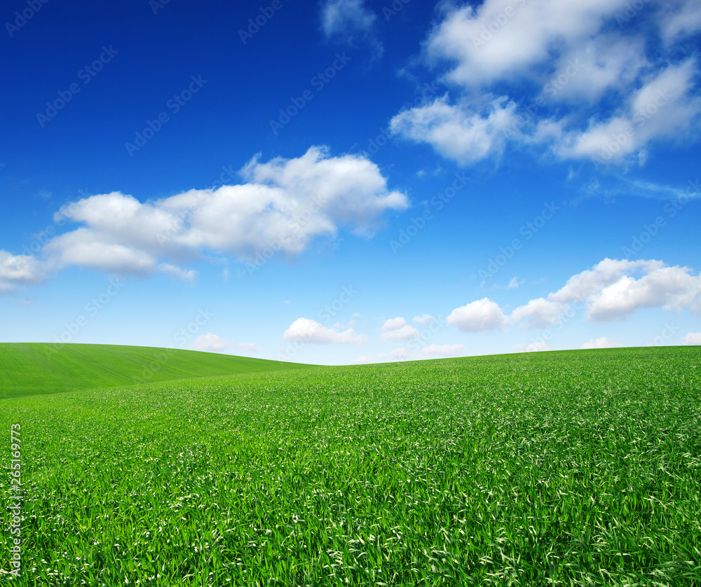 green field and blue sky