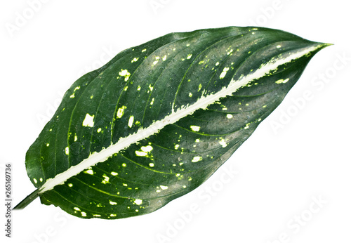 Aglaonema Costatum leaves are beautifully striped with an isolated background photo