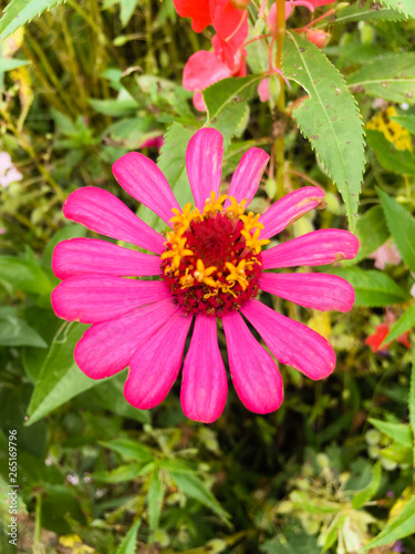 Common zinnia Pink (Zinnia elegans) is one of the most rewarding summer flowers with its brilliant colors and its profuse blooms over a lengthy season extending
