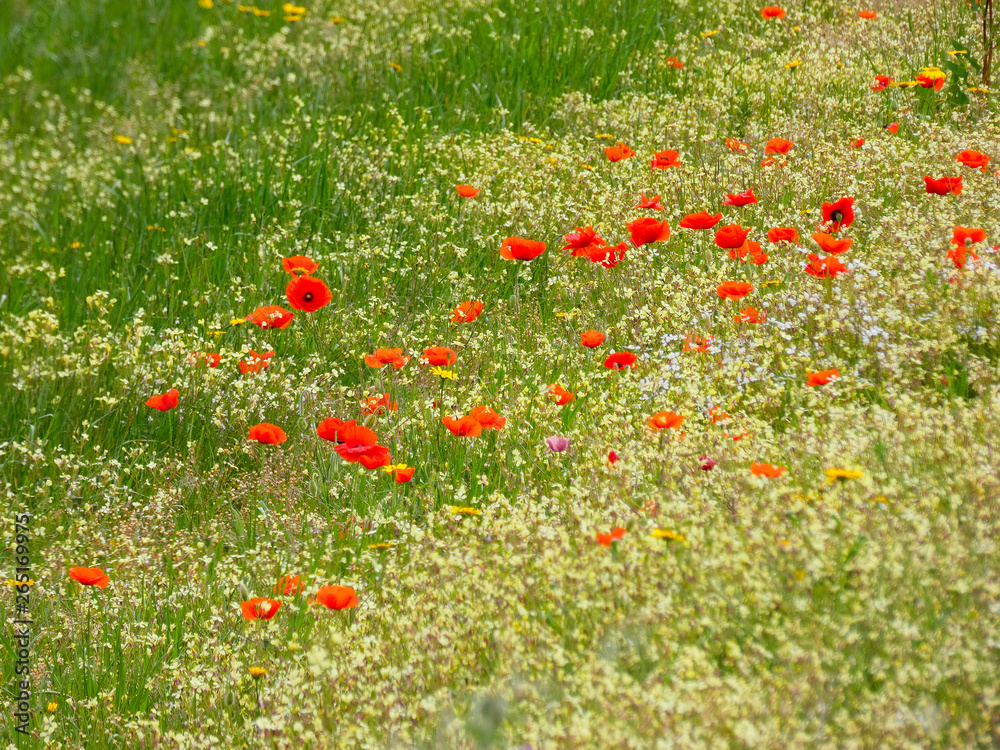 Flores silvestres en primavera