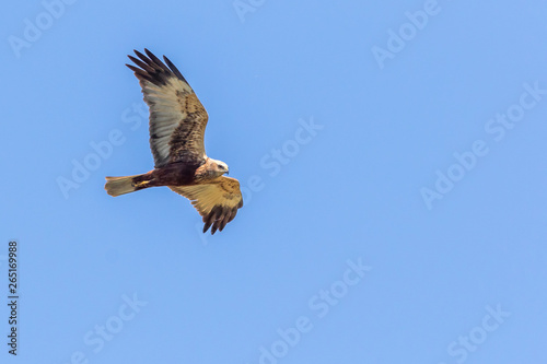 Obraz na płótnie Western marsh harrier (Circus aeriginosus) w salonie