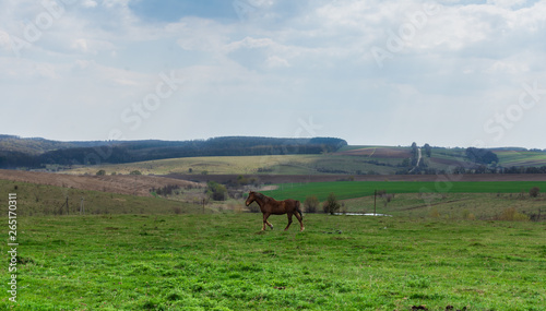 Horses graze in the meadow, fields and meadows, landscape