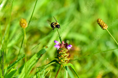 Bumblebee in Flight