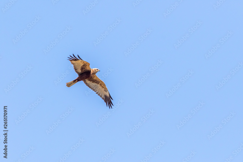 Western marsh harrier (Circus aeriginosus)