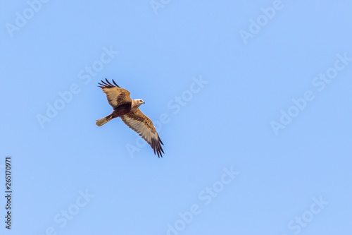 Obraz na płótnie Western marsh harrier (Circus aeriginosus) w salonie