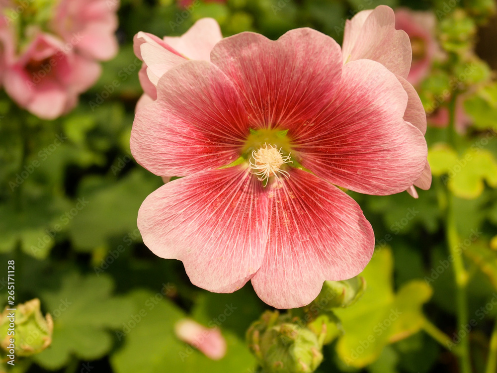 Obraz premium Pink Hollyhocks flowers in the garden
