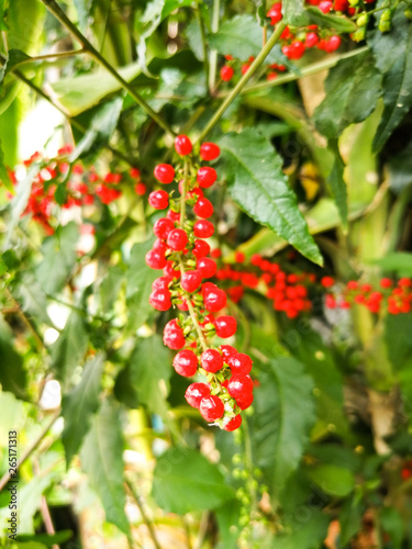 Red currant in the green wood