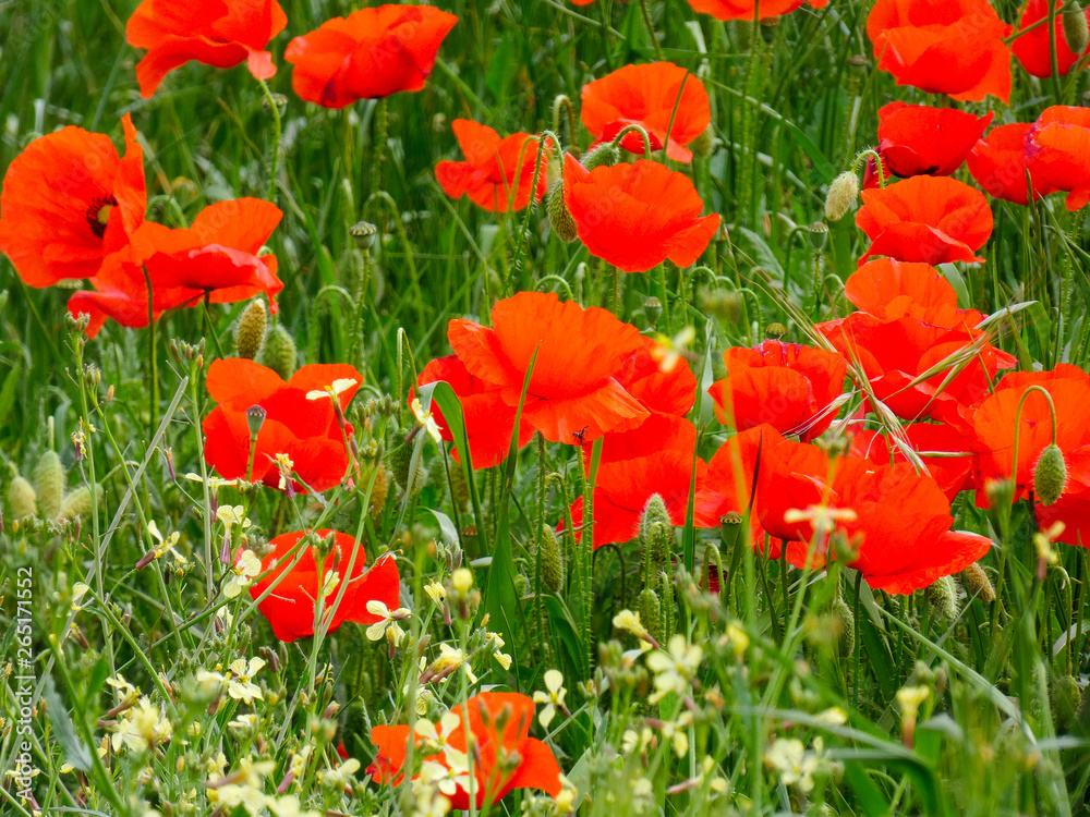 Fototapeta premium Amapolas silvestres en primavera