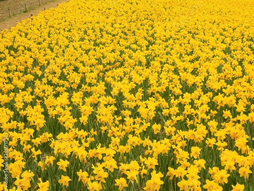 Yellow Daffodils flower on nature background.Beautiful Daffodils.