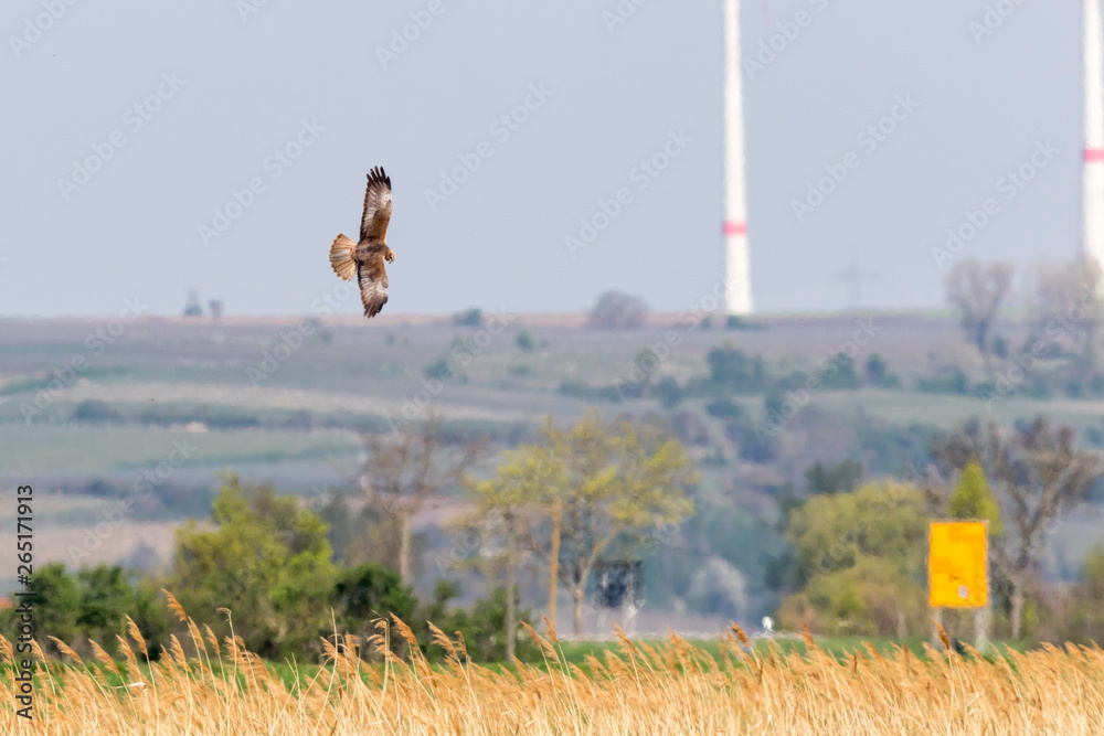 Western marsh harrier (Circus aeriginosus)