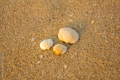three white seashells close-up on a blurred background of yellow sand with fragments of other shells
