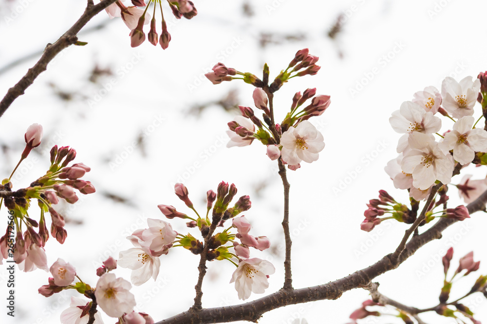 Cherry blossom in spring for background or copy space for text Cherry blossom in spring for background or copy space for text