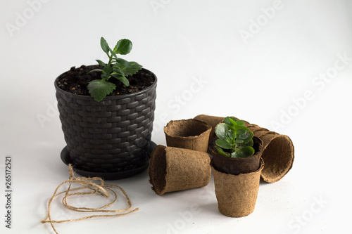 green plant in pot isolated on white with with empty pots