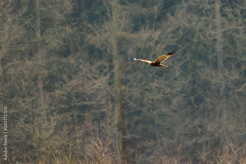 Western marsh harrier (Circus aeriginosus)