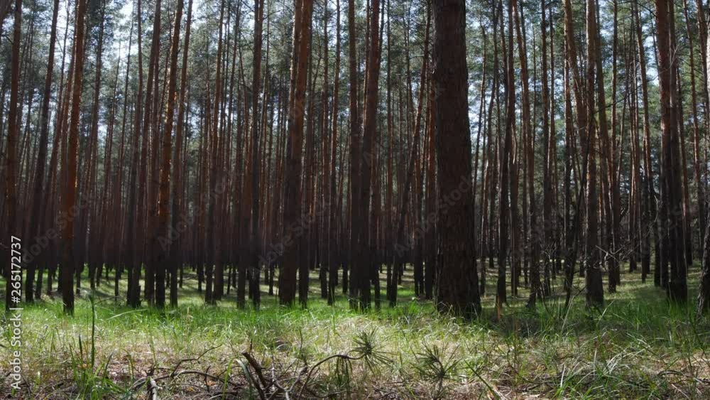 Beautiful nature, pristine forest with long trees trunks Beautiful nature, pristine forest with long trees trunks