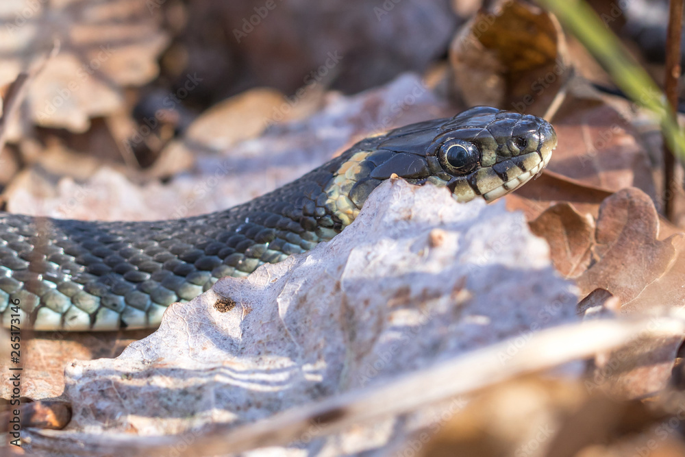 Obraz premium Snake head. Natrix natrix.