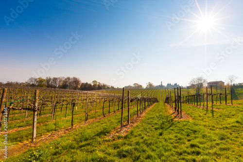 Tableau sur toile Vineyards