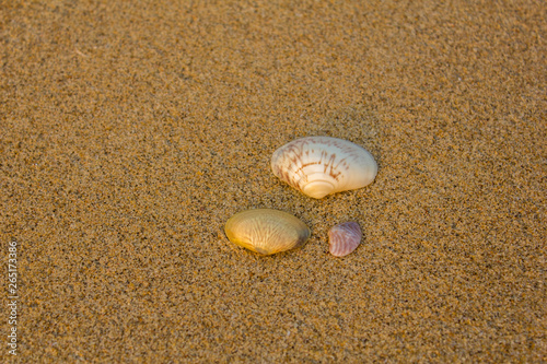 three white purple yellow shells close up on blurred yellow sand