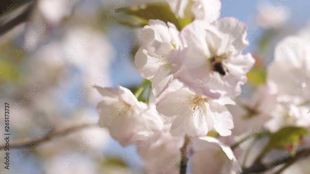 Honey bees collecting pollen and nectar as food for the entire colony, pollinating plants and flowers - Spring time to enjoy leisure free time in a park with blossoming sakura cherry trees Honey bees collecting pollen and nectar as food for the entire colony, pollinating plants and flowers - Spring time to enjoy leisure free time in a park with blossoming sakura cherry trees