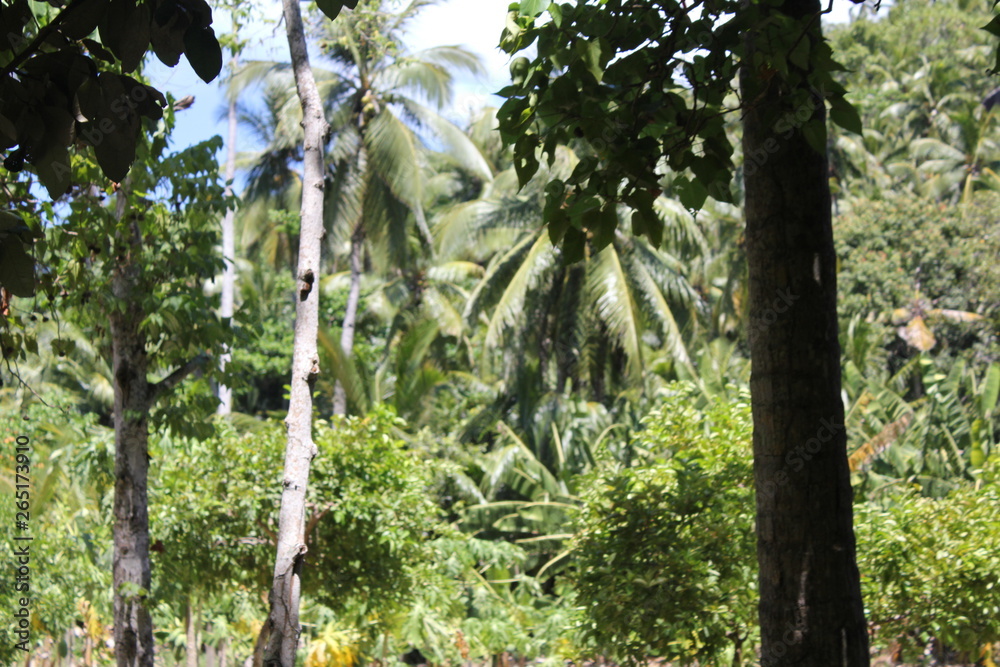 North island seychelles beach Indian Ocean palms North island seychelles beach Indian Ocean palms