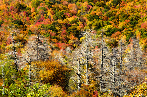 Photography Cherohala Skyway in Peak Autumn Colors