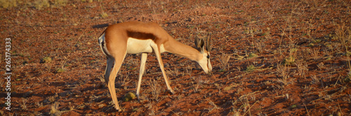 Mother and baby Springbok (Antidorcas marsupialis) walks free in the savannah of Namibia.