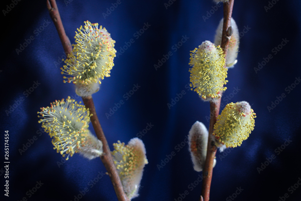 Early spring flowering male catkins (pussy willow, grey willow, goat willow). Branches with Expanded buds for Easter decoration. Close-up of Willow twig as a spring symbol, outdoor. Early spring flowering male catkins (pussy willow, grey willow, goat willow). Branches with Expanded buds for Easter decoration. Close-up of Willow twig as a spring symbol, outdoor.