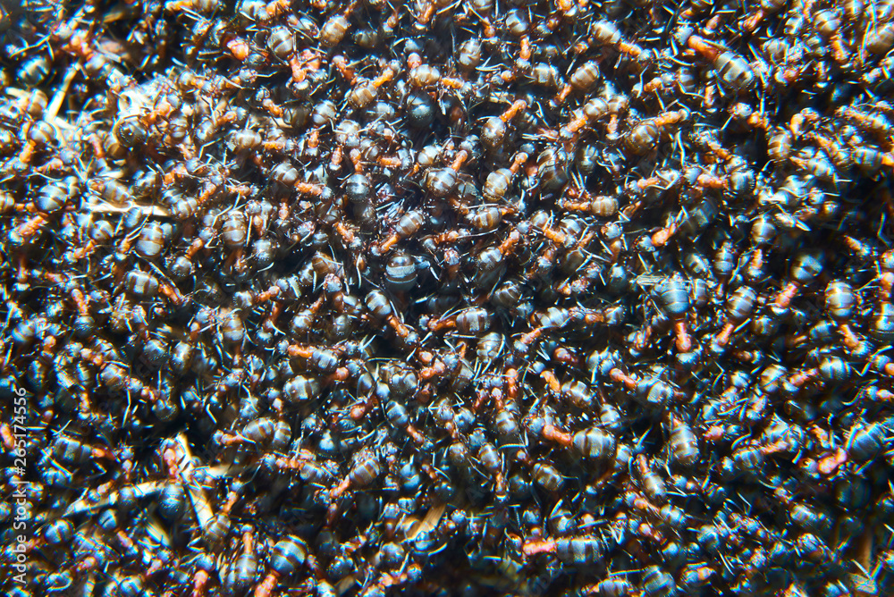 Large group of Formica polyctena ants. Formica polyctena is a species of European red wood ant. Focused to center