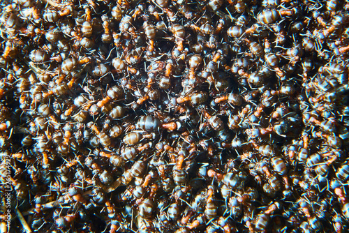 Large group of Formica polyctena ants. Formica polyctena is a species of European red wood ant. Focused to center