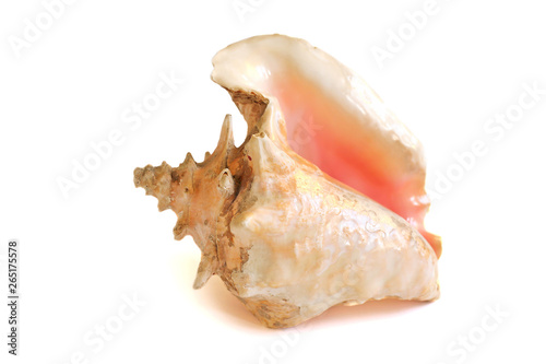 conch shell -isolated 