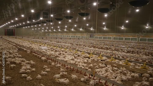 Small chicken in a big hatchery