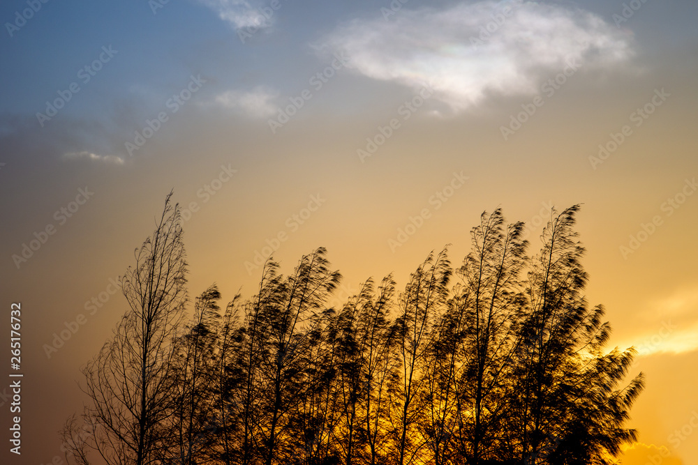 Obraz premium Beautiful top of pine trees with the sunset sky in background.