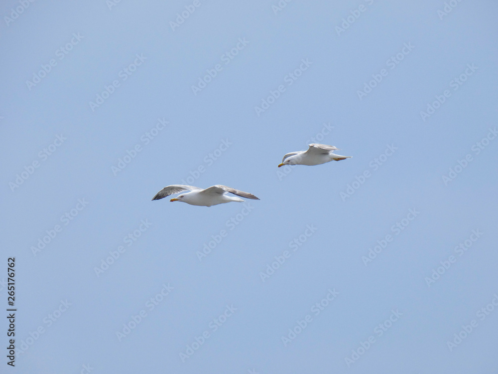 Gaviota planeando sobre cielo azul Gaviota planeando sobre cielo azul