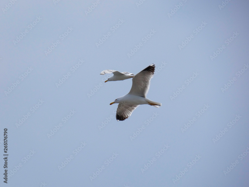 Fototapeta premium Gaviota planeando sobre cielo azul