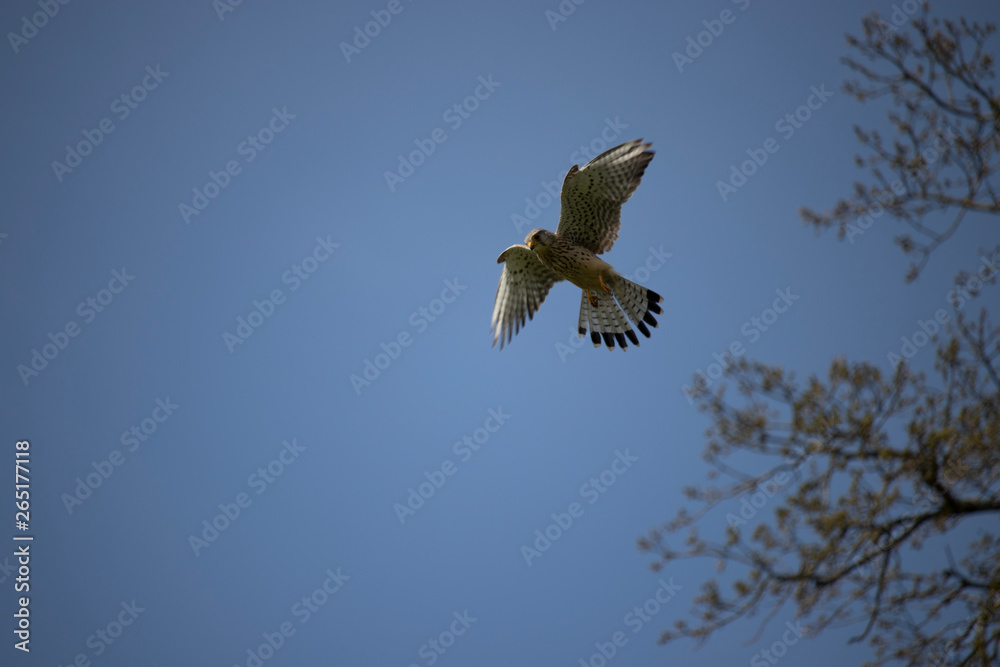 Fototapeta premium falcon flying in the wind 