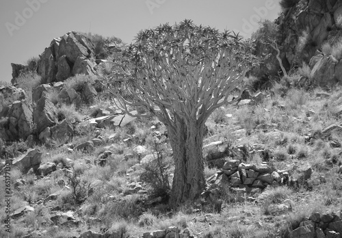 Aloidendron dichotomum, formerly Aloe dichotoma, the quiver tree or kokerboom, is a tall, branching species of succulent plant, indigenous to Southern Africa and Namibia photo