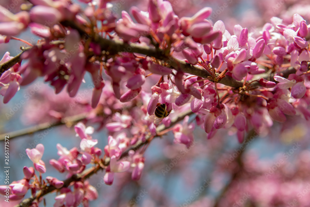Blossoming pink flower background. Flowering decorative Japanese cherry branch in spring garden, macro image with copyspace and beautiful bokeh.