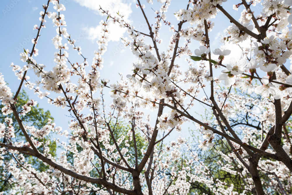 Blooming white sakura. Macro photo of beautiful flowers and sprigs of cherry wood. Blooming white sakura. Macro photo of beautiful flowers and sprigs of cherry wood.