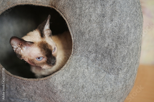 Close-up view of a Devon Rex kitten with beautiful blue eyes. Cute cat sitting in a wool house for animals.