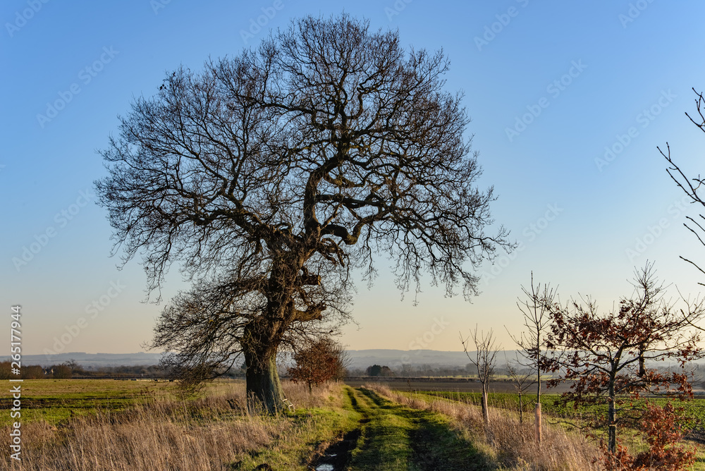 An oak tree in winter. The scene is illuminated by low winter sun, with blue sky and distant hills in the background, and a grassy footpath next to the tree.